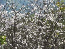 ดอกไม้เทศและดอกไม้ไทยต้นที่16.เสี้ยวดอกขาว