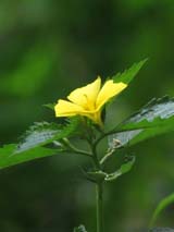 ดอกไม้เทศและดอกไม้ไทย  ต้น 55.บานเช้าสีเหลือง